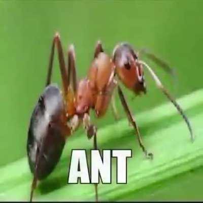 Ant