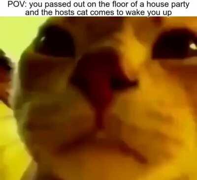 Meow👁️👄👁️