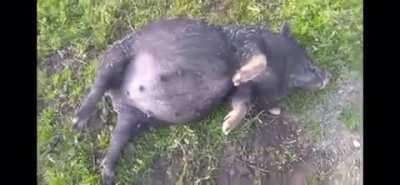 A pig that ate too much corn mash