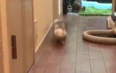 Ferret ran out of batteries