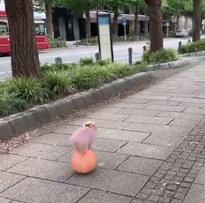 For anyone having a hard day, here’s a video of a little pig balancing on a rolling ball to brighten your day