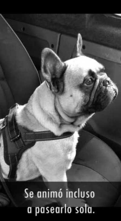 Buscan a Moro, la alegr&iacute;a de esta mujer diagnosticada con depresi&oacute;n (contacto en el minuto 01:35)