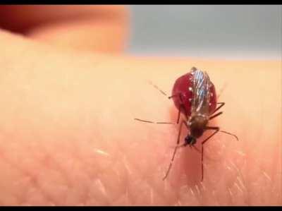 Так выглядит жадность (ещё немного комаров) - досмотрите до конца)))