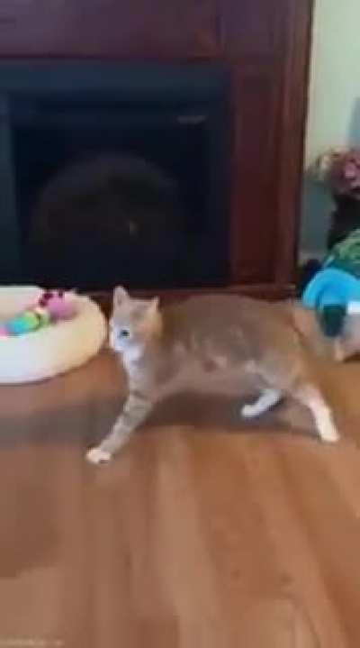 Когда перебрал валерьянки с котанами