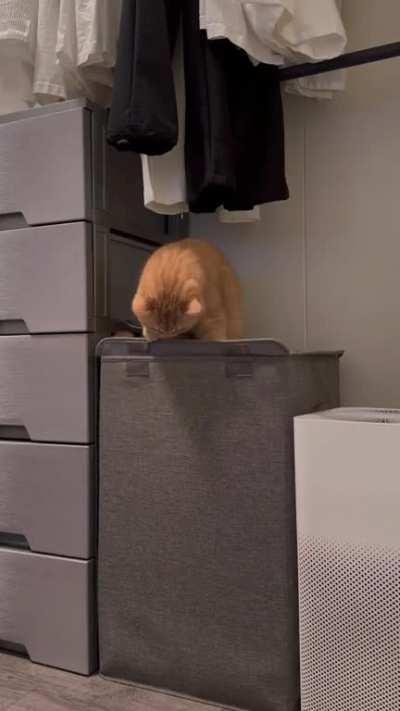 Orange cat has left your dimension