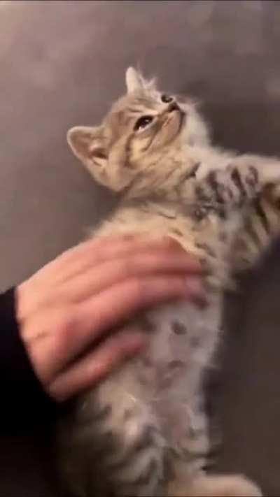 I'd bury my face in its soft fluffy fluff