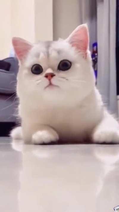 Cat Can Also Smile😍