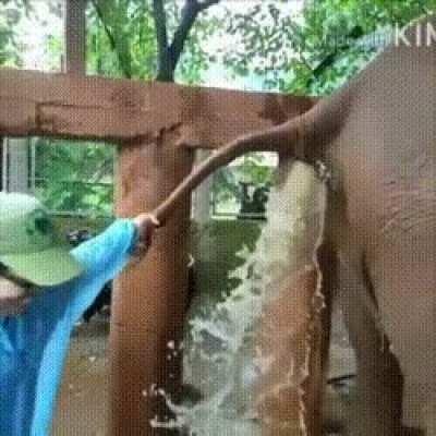 Helping a constipated elephant!!