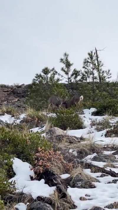 *Pardon the language in the Video* We were out hiking and stumbled upon some wildlife that was in the middle of settling an argument. My friend’s phone went off at the wrong time lol