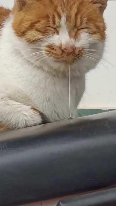 Traded the braincell for sleep