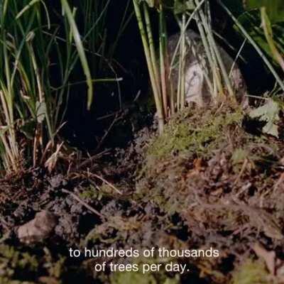 Using drones for reforestation