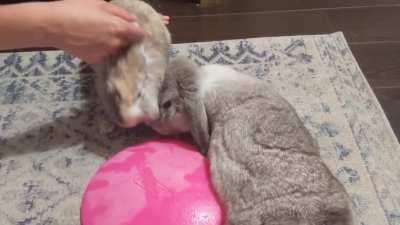 Evening cuddles with Cleo and Peppa!