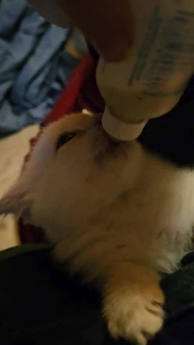 Volume up for max purring 