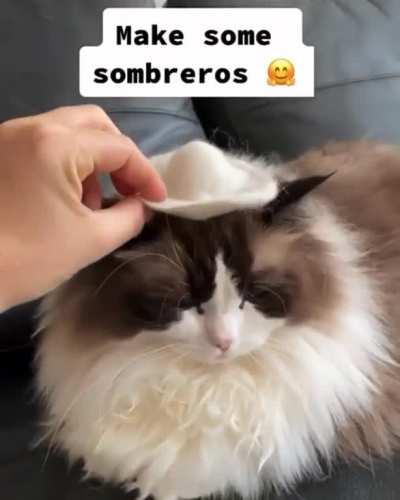 A worthy use of cat fur