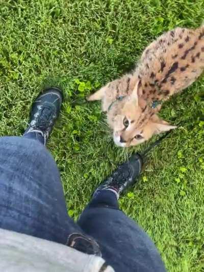 Sprinklers, Not just for Doggos...