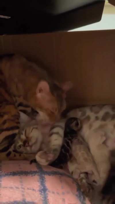 A proud cat dad with his newborn kittens.