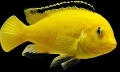 SKOODLEY DEP HUUUUUUU-