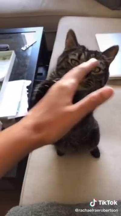 I saw this vid on tiktok and thought it belonged here (credit: rachaelraerobertson)