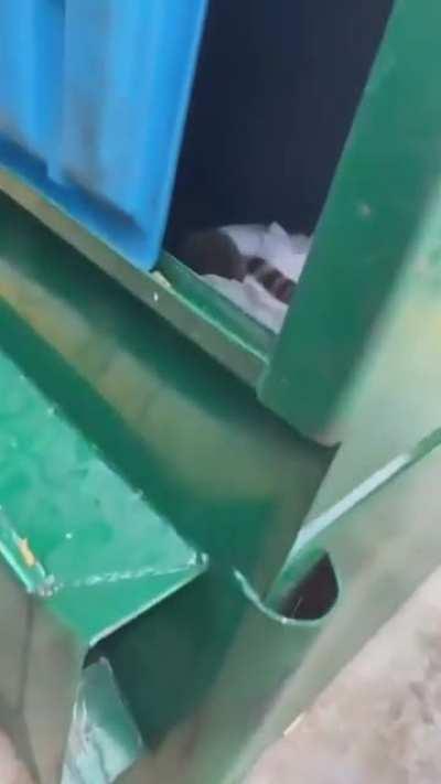 Harassing raccoons inside a waste container