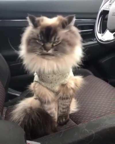 That sweater is a little snug