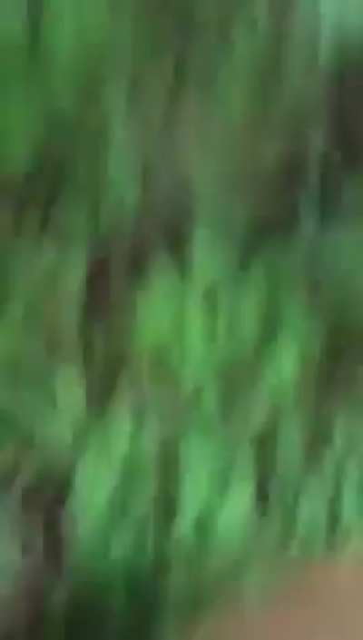 No venison for today?