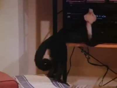 Holy shit it's a dead meme