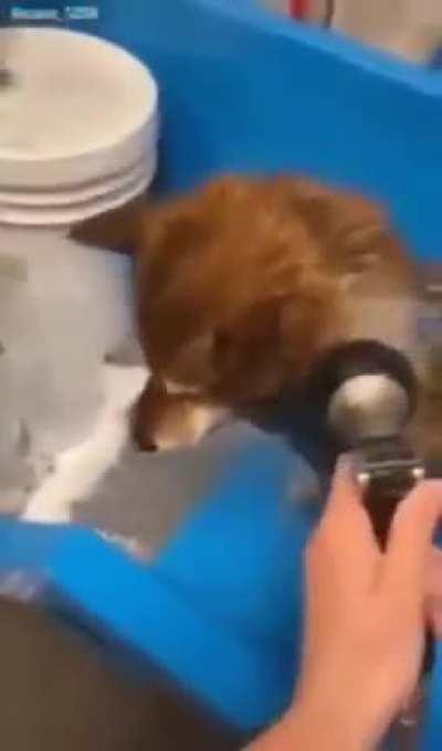 Idk if this has been posted yet but there you go (found on a friend’s whatsapp status or however that sht is called)