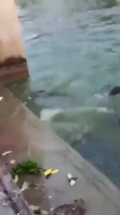 A fun day of turtle feeding