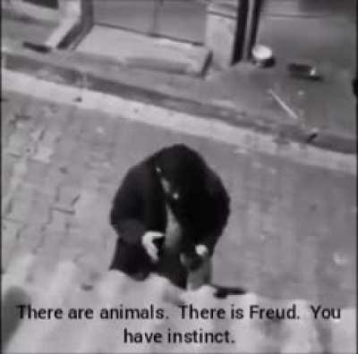 Least based turk (arguing with a street dog)