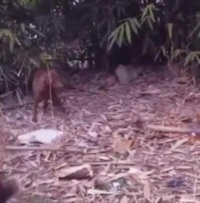 Brave dog puts out a fire