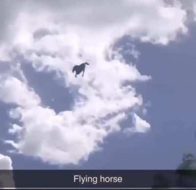 Horse finna leave Earf