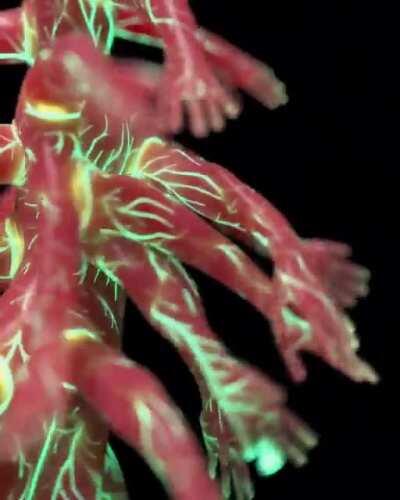 Chernobyl’s finest