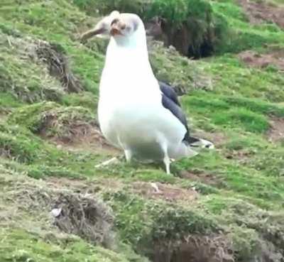 🔥 Unbelievable footage of a black-backed gull swallowing a rabbit hole!