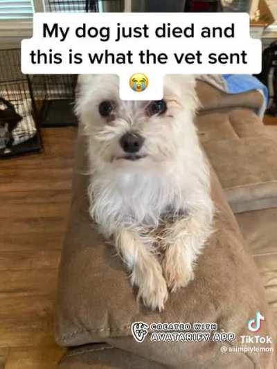 Your dog: is damned dead