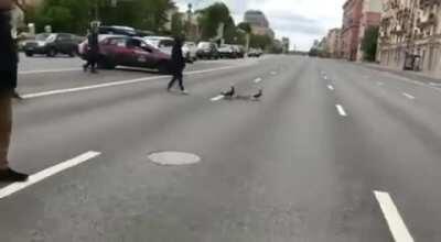 Russian police car makes space for duckos