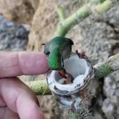Mother Hummingbird feeding her tiny babies.
