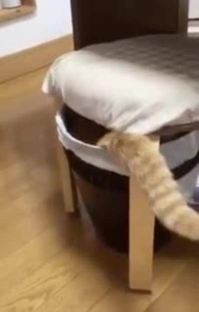 Главное не забыть хвост!