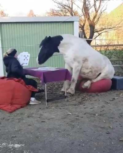 horse on a beanbag playing card???