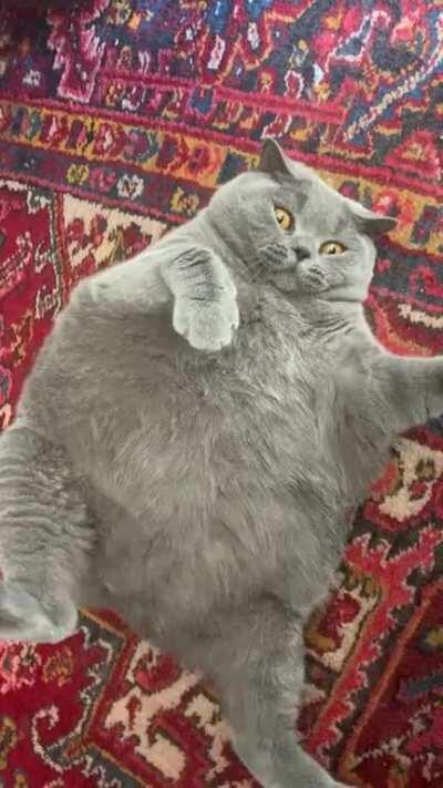 This beachball of a cat. (Though she looks severely overweight, she is not! Pitoe has severe scoliosis which makes her body short & round. Link to xray in comments.)