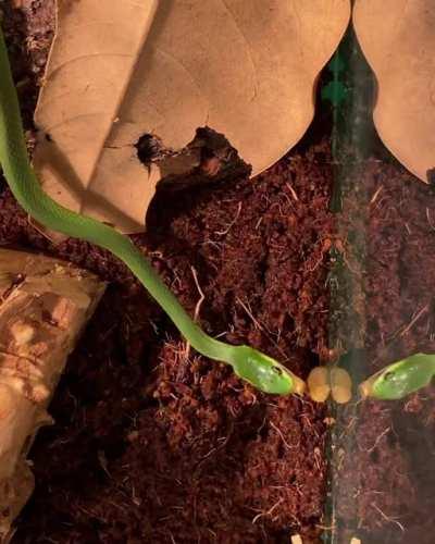 Sylvia eats a waxworm