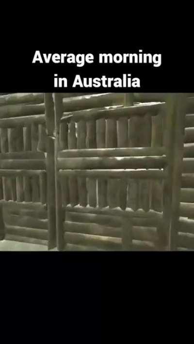 Australia 🦘🦘🦘