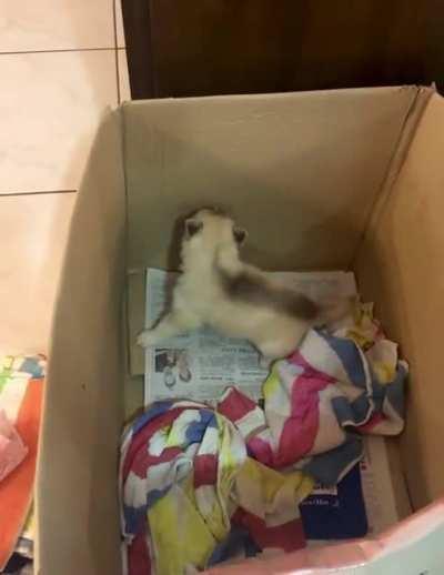 Let me out!!!! Let me Aowoooooooooooooo