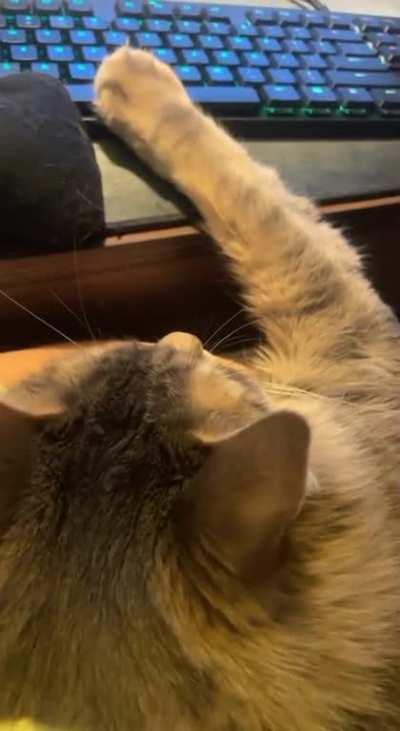 One button spec recommendations for my cat?