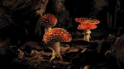 This fly agaric growing