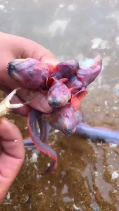 Taenioides Cirratus are what I imagine water devils look like up close.