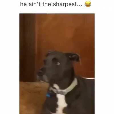 He ain't the sharpest