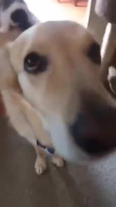 The cat is so used to sitting on his back from a very young age