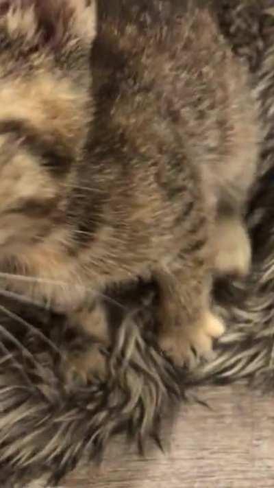 Carrot biscuits and a boop