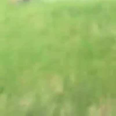 HMB while a get steamrolled by a bale of hay