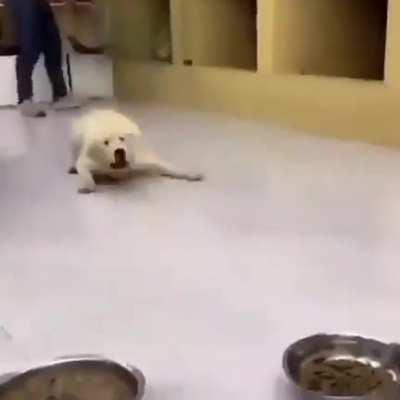 wondering if anyone could put the spongebob song 